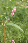 Erect knotweed